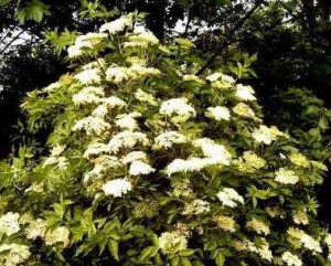 A virágzó bodzabokor ©MozaikCsalád Magazin